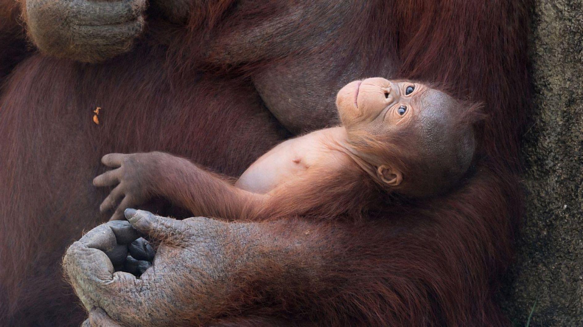 Critically endangered orangutan born at Madrid zoo