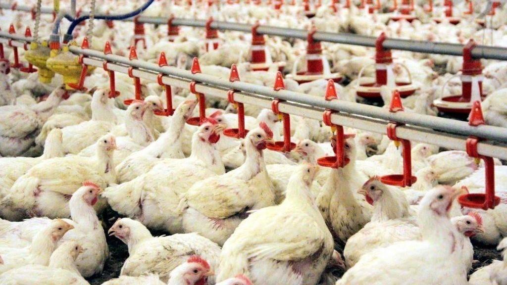 Stricter inspections rolled out in Türkiye as bird flu cases rise in Europe