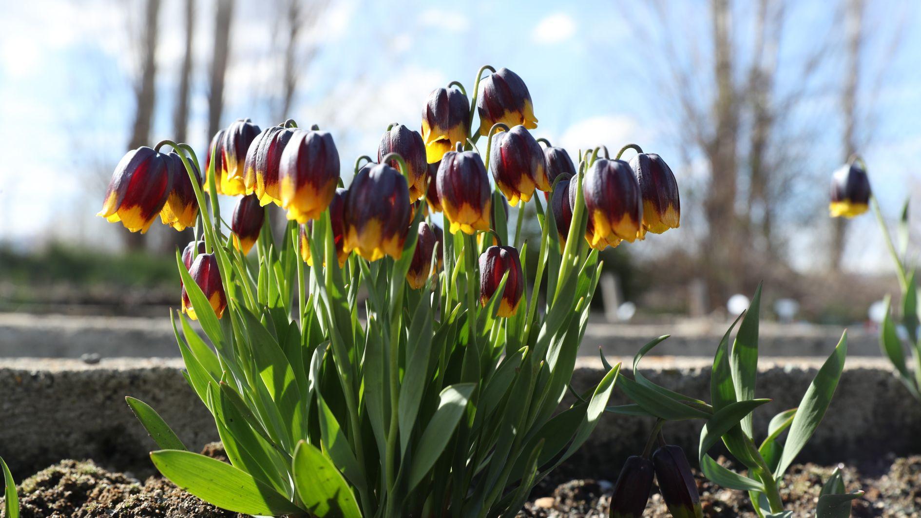 Tulip Garden prepares for botanical tourism