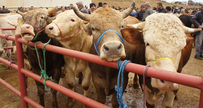 KURBANLIK FİYATLARI 2026 CANLI HAYVAN KİLO FİYATI (KÜÇÜKBAŞ, BÜYÜKBAŞ) | Koç, dana, koyun kg fiyatları ne kadar Diyanet 2026 vekaletle kurban kesim bedeli belli oldu Bu yıl büyükbaş ve küçükbaş kurbanlık fiyatları ne kadar, kilogram kaç TL