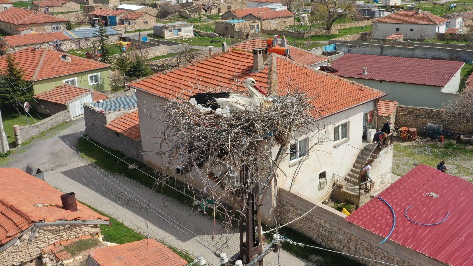 Villagers monitor storks via camera