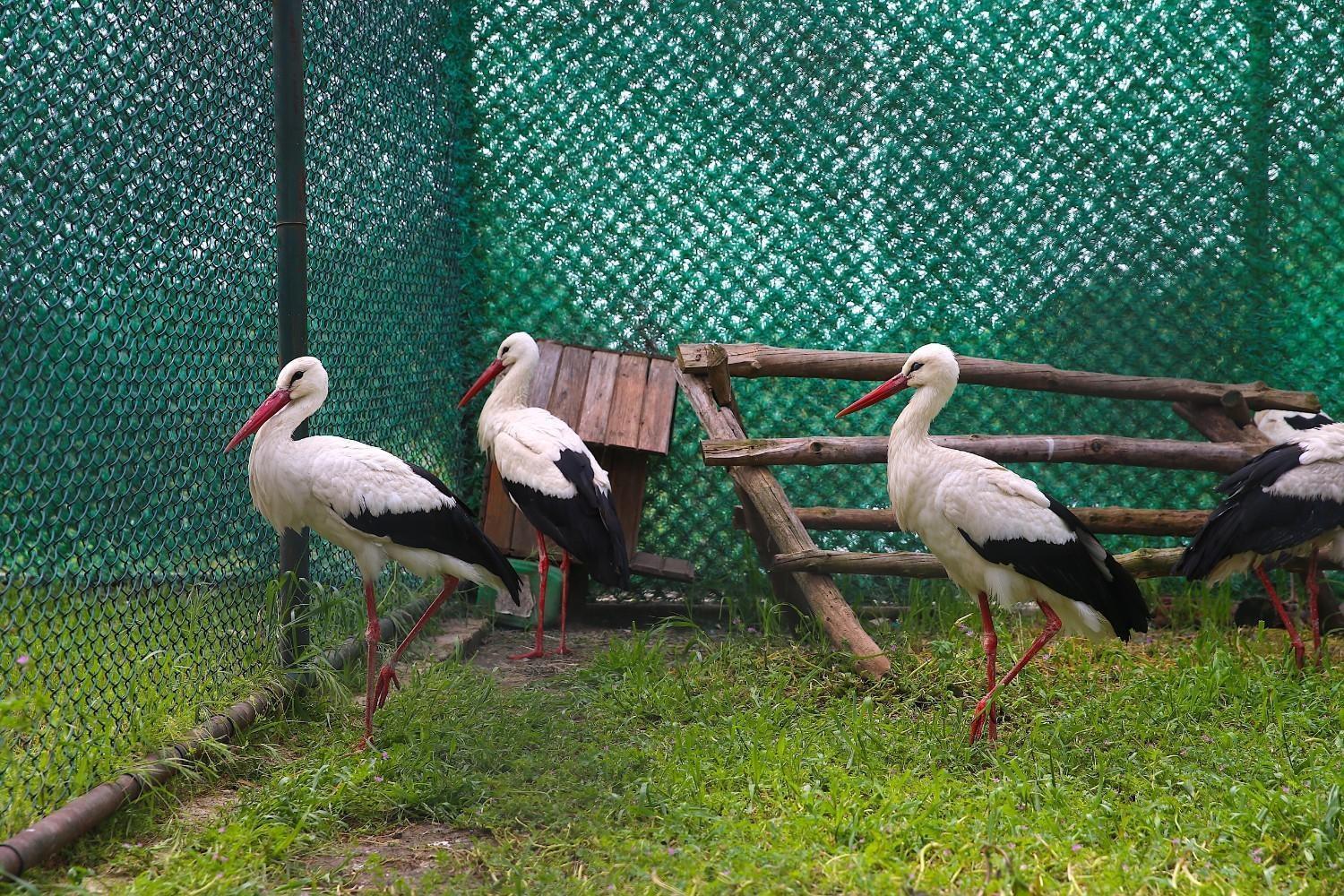 Injured, exhausted migratory birds treated at center in Hatay