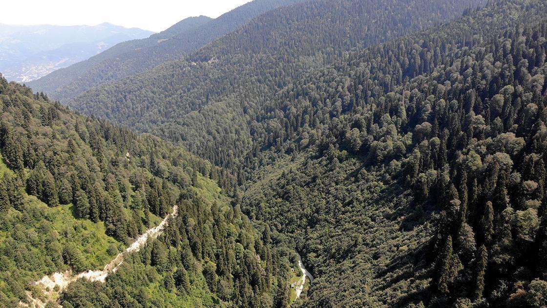 Int’l project to identify, protect Black Sea’s virgin forests