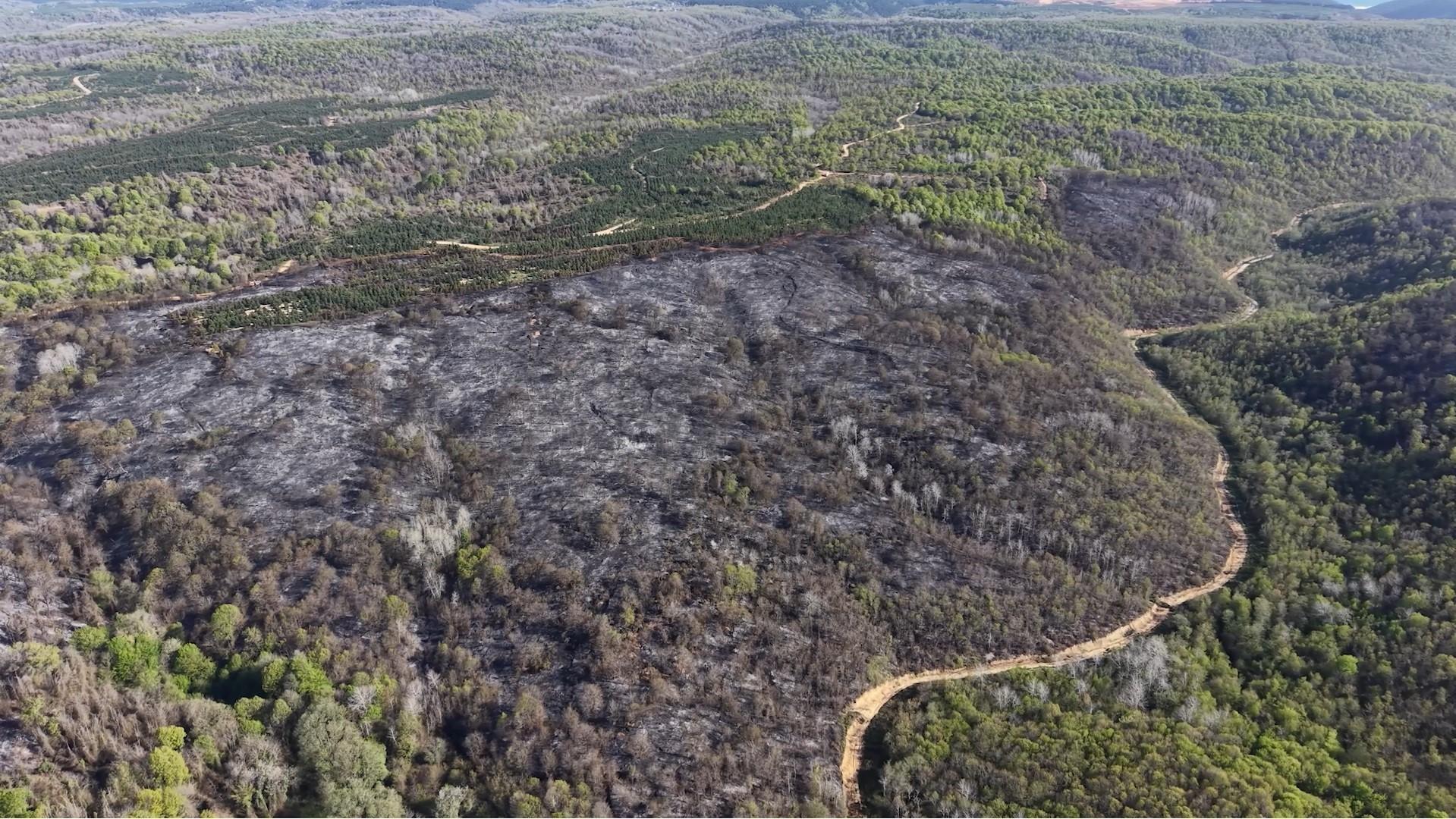 Türkiye steps up forest fire preparedness as risk season approaches
