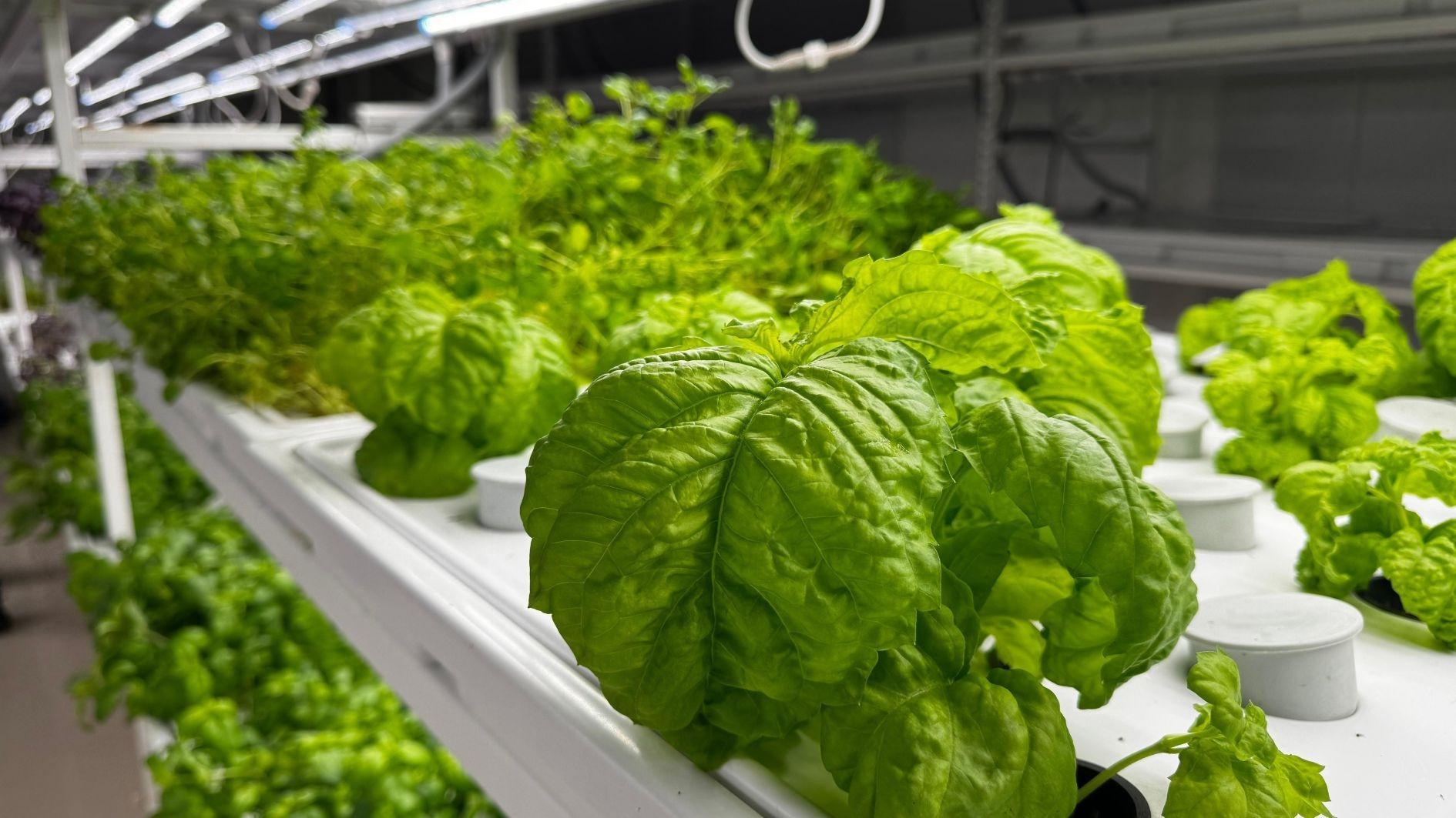 Underground farming in Istanbul targets year-round strawberry harvest