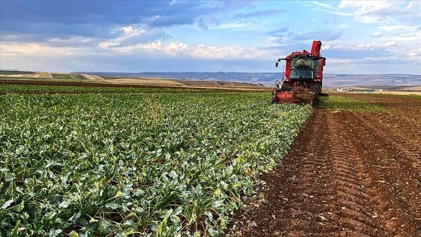 Mixed outlook for Turkish farmers following last year’s frost