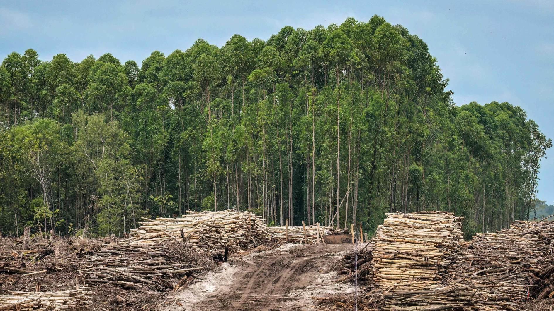 Tropical forest loss eases after record year: Researchers