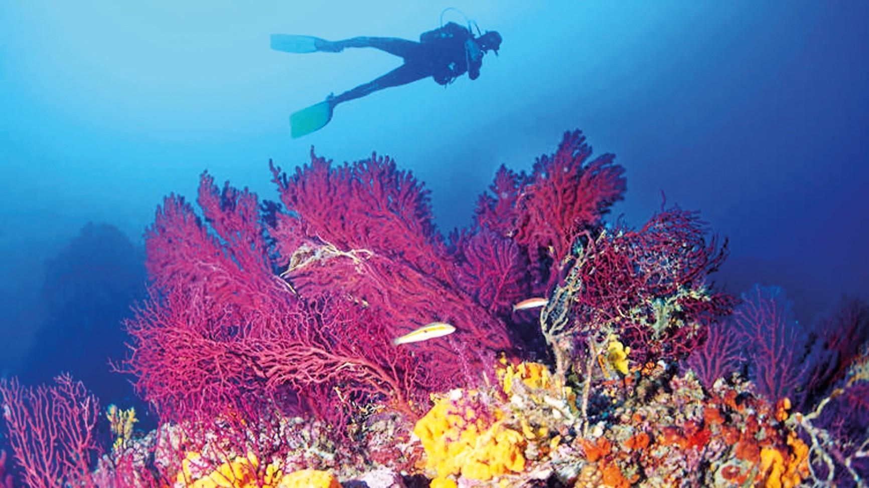 Ayvalık’s rare coral habitats under threat from climate pressures
