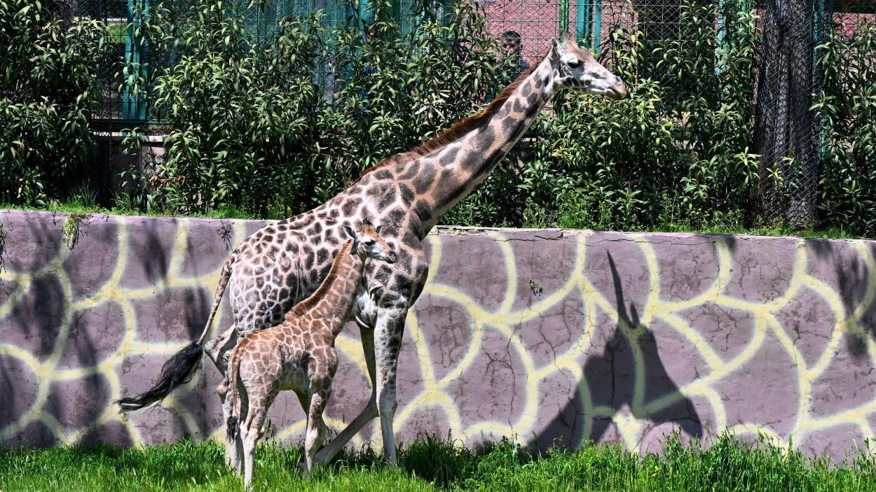 First giraffe born in Türkiye named ‘Çınar’