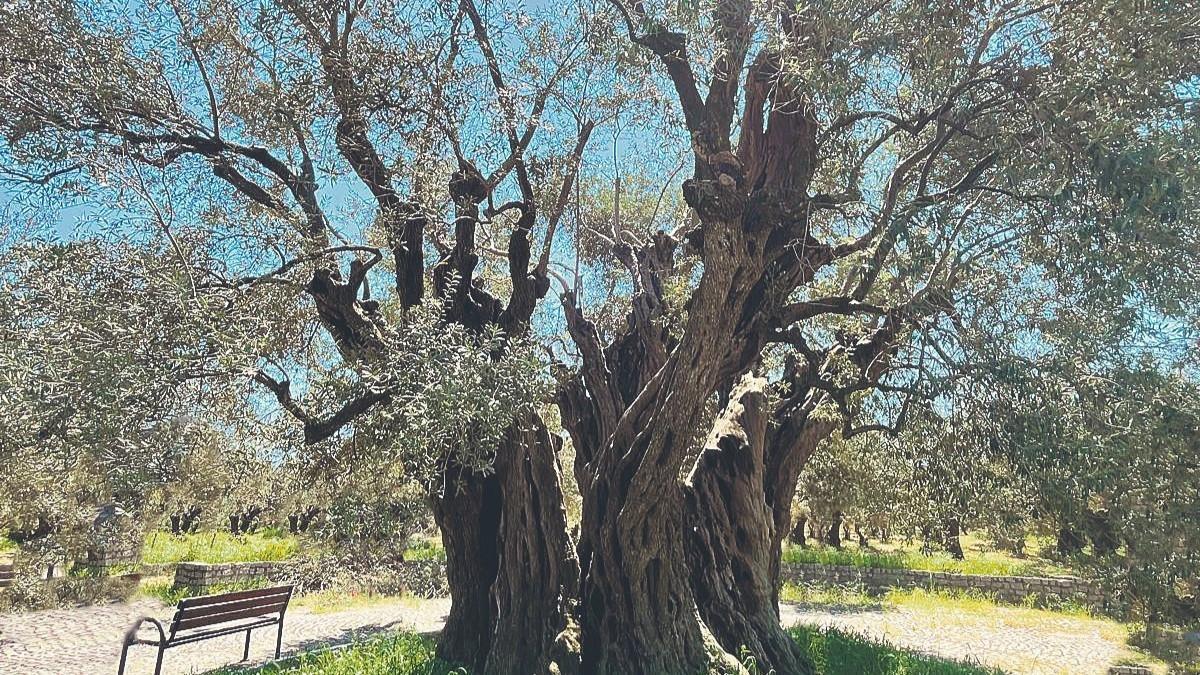 Olive odyssey through time