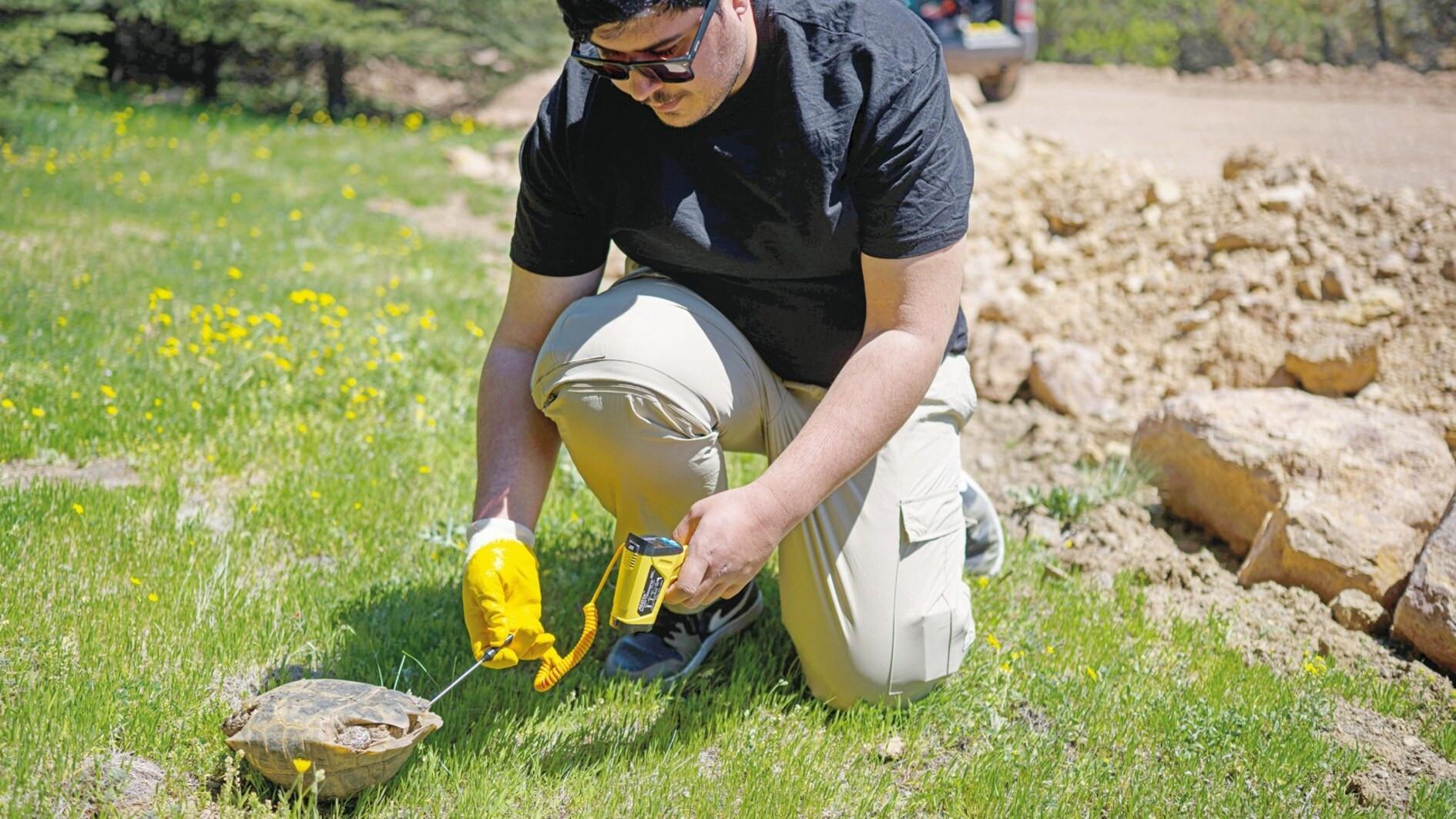 Endangered land tortoises tracked via satellite at university campus