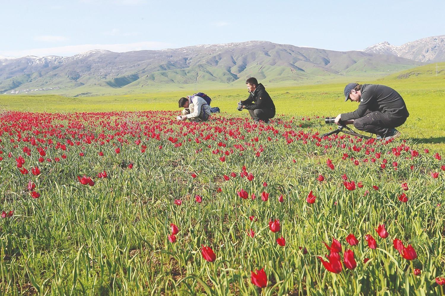Chinese documentary team travels 7,000 kilometers to capture rare Muş tulips