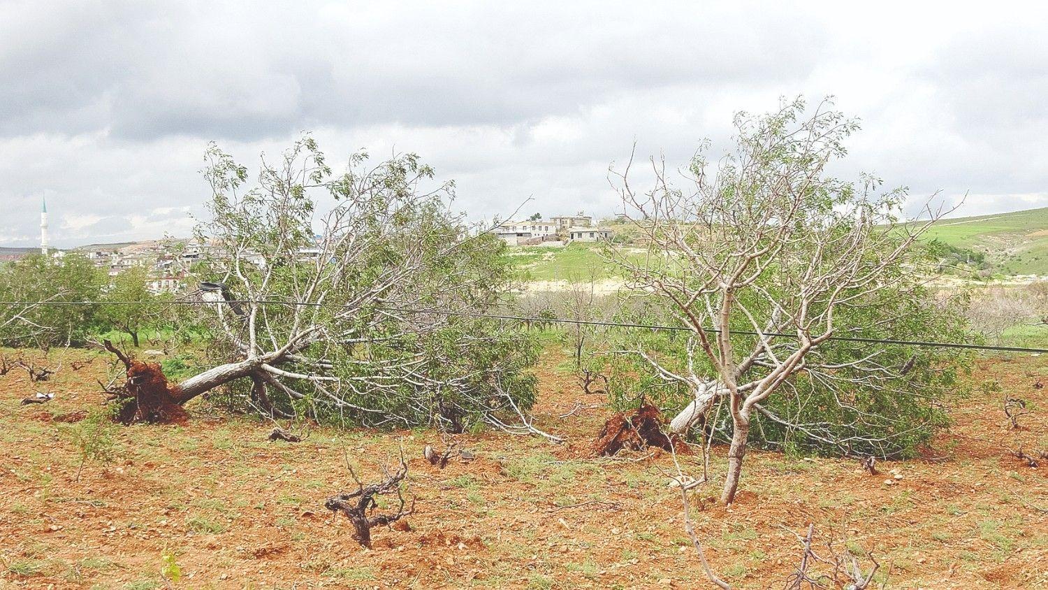 Supercell storm devastates pistachio orchards in southern Türkiye