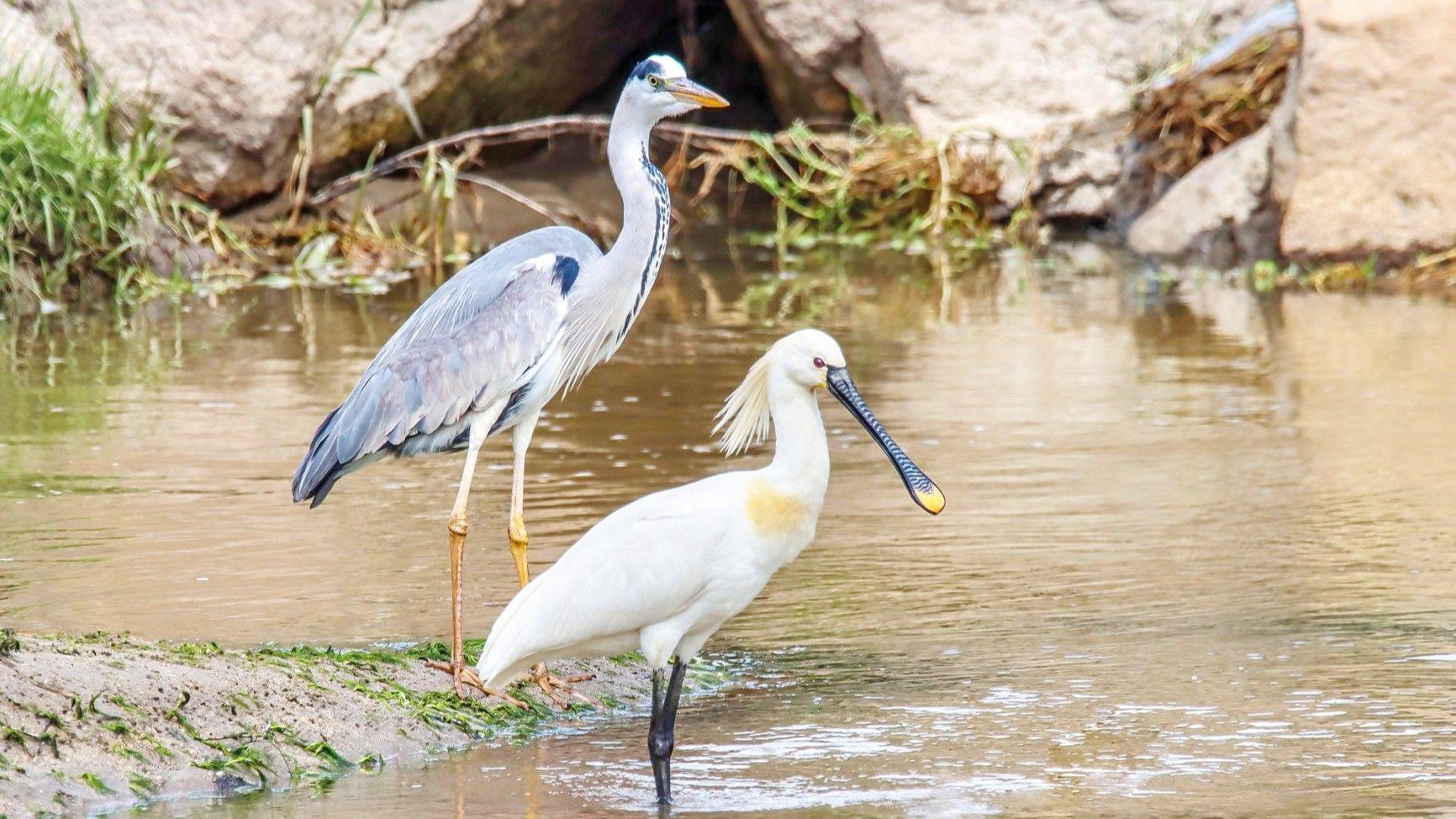 Migratory birds return to Van as rain revives wetlands