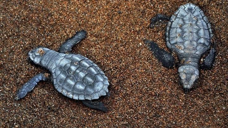 İztuzu hosts Mediterranean’s first Caretta caretta nests