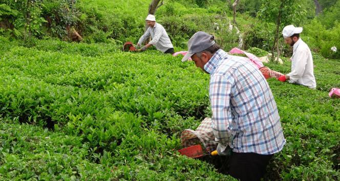 GEÇEN YIL 2025 YAŞ ÇAY ALIM FİYATI NE KADAR OLMUŞTU