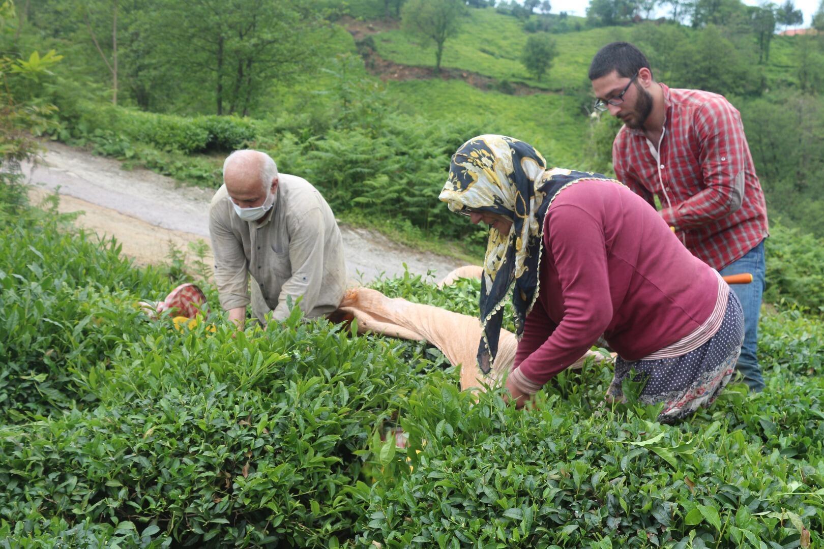 YAŞ ÇAY ALIM FİYATI NEYE GÖRE BELİRLENİR