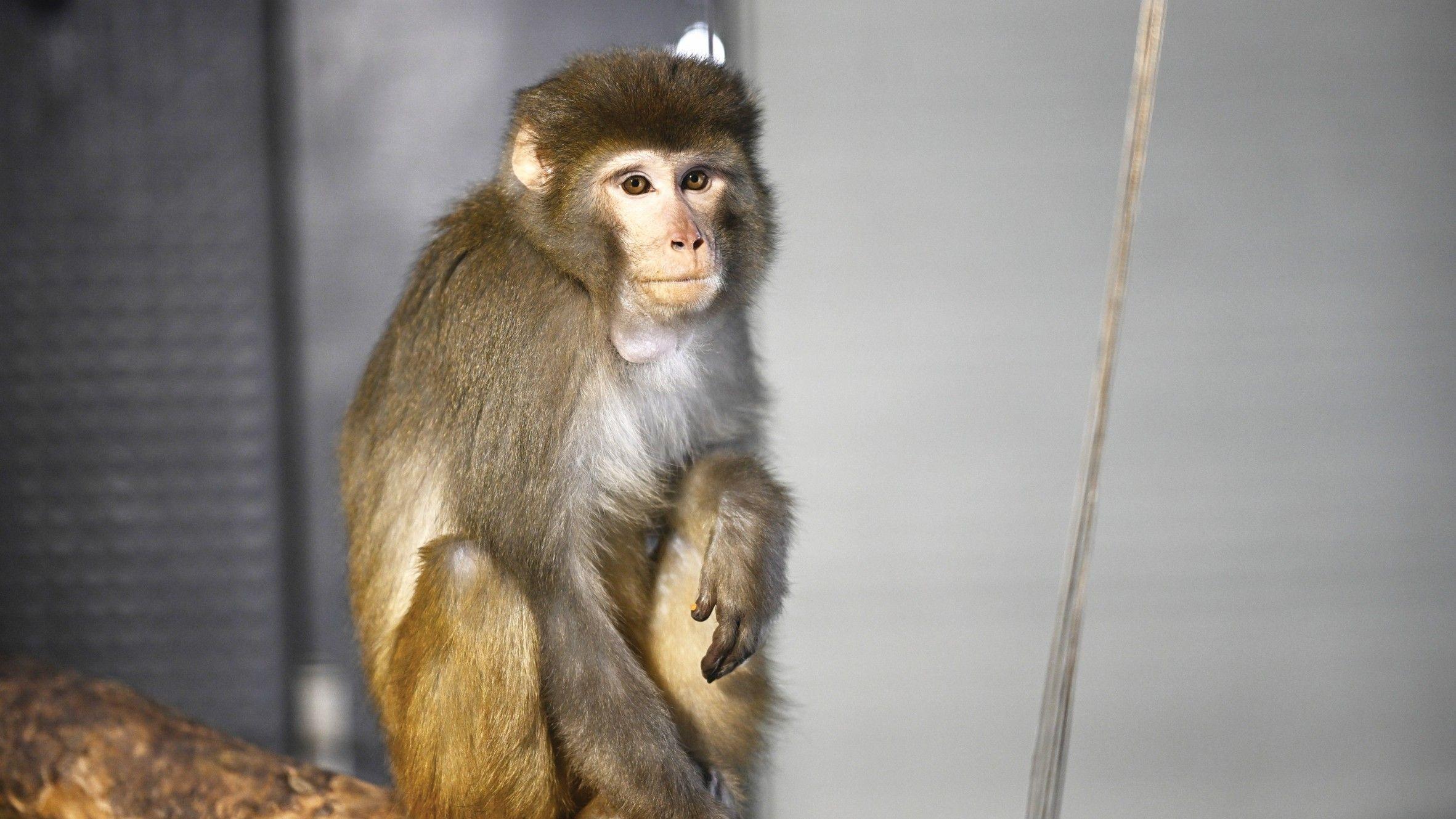 Bozok the monkey adapting to new home in Ankara