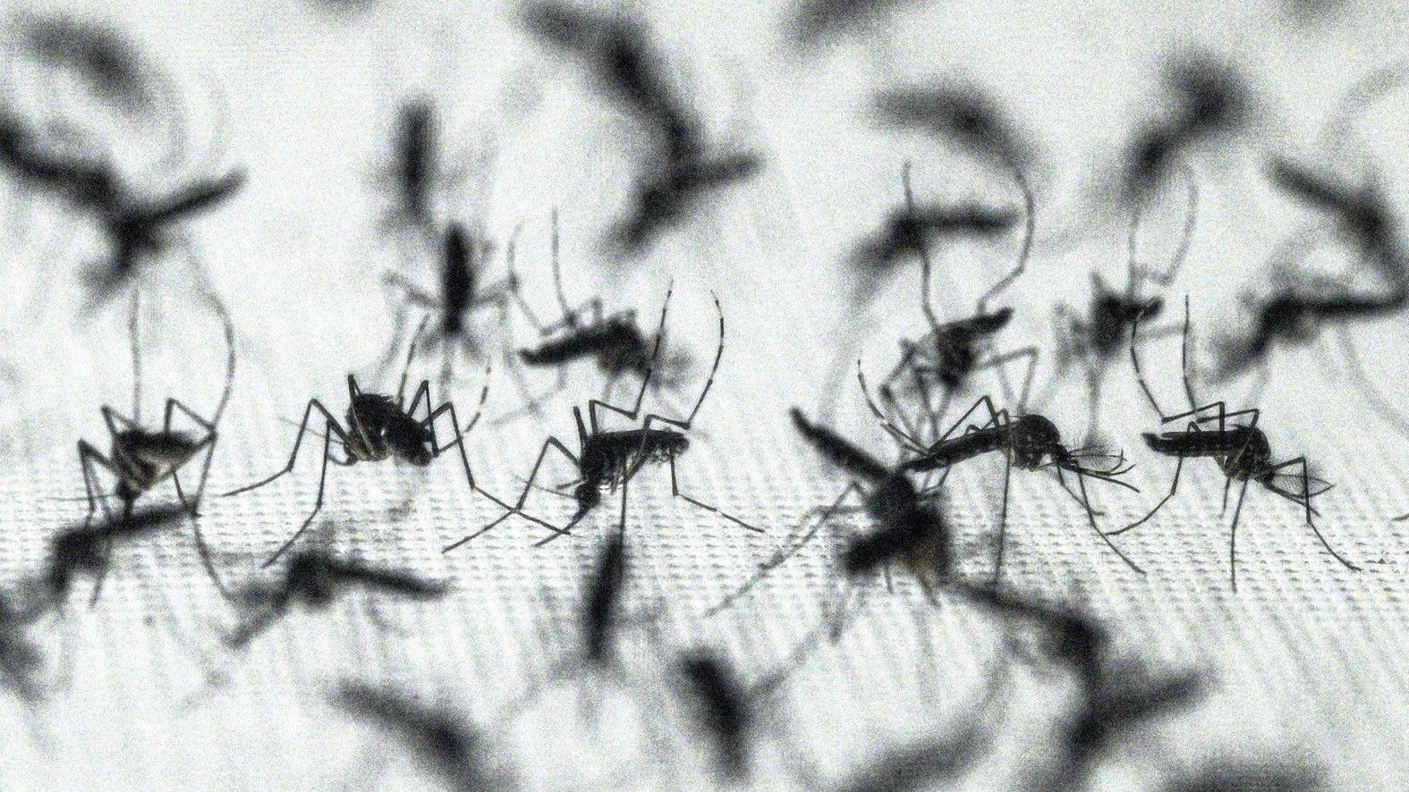 Mosquitoes prefer some people over others
