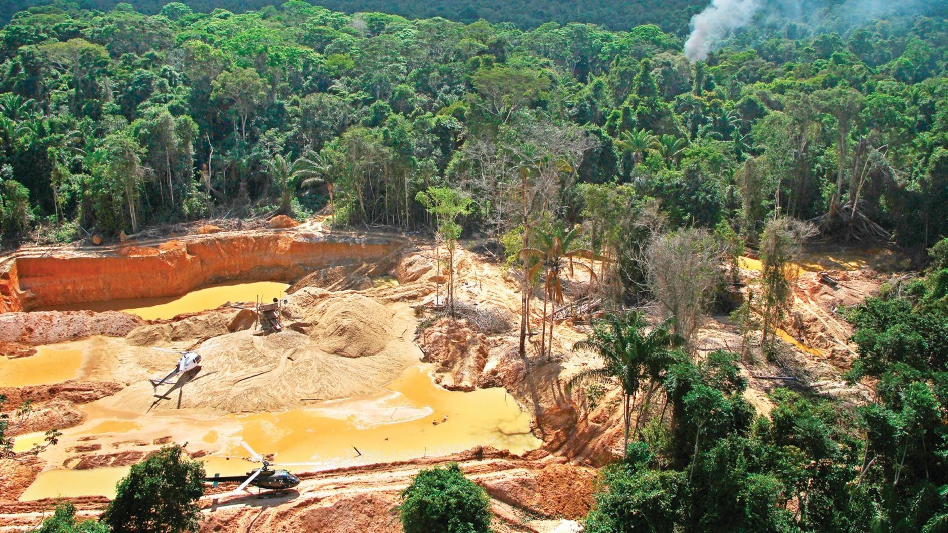 Amazon rainforest 'under attack' from organized crime: Report