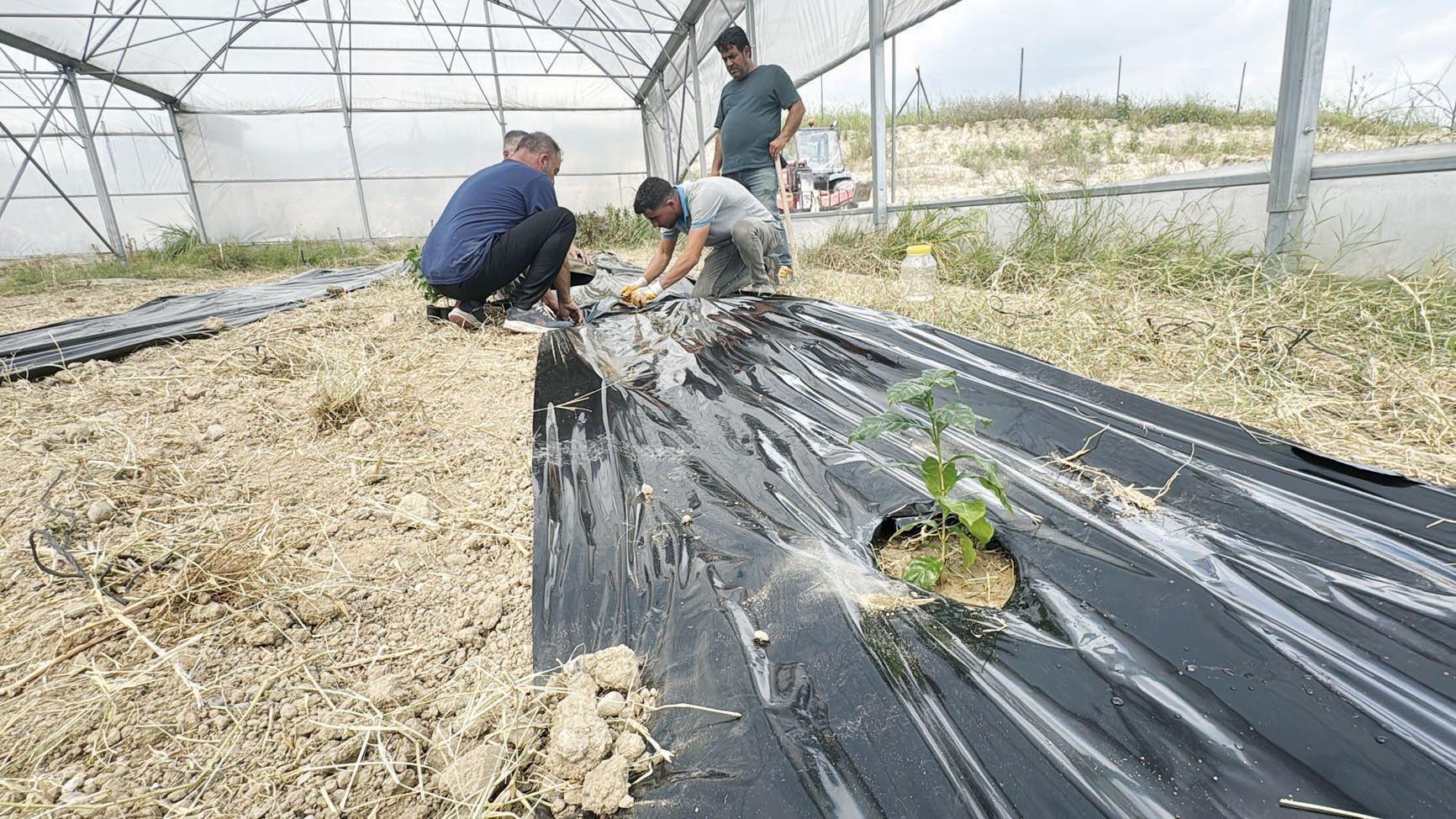 Entrepreneur begins coffee cultivation trials in Adana