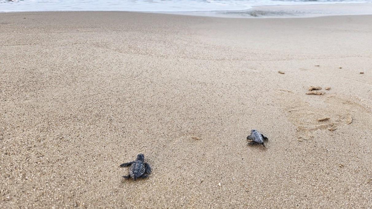 Caretta carettas return to Türkiye’s southern coast of Antalya for nesting season