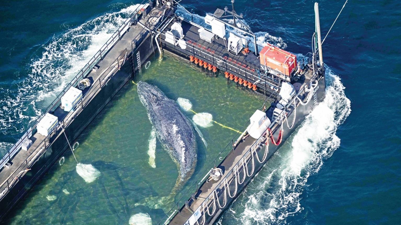 Stranded whale rescued in Germany found dead in Denmark