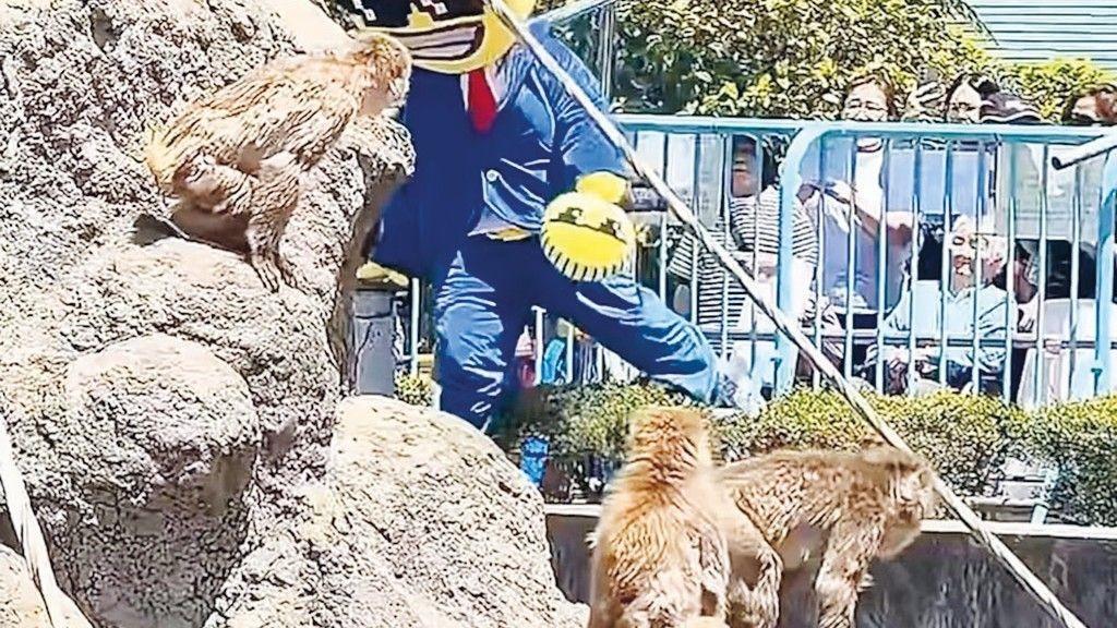 Japan arrests Americans over stunt at Punch’s zoo