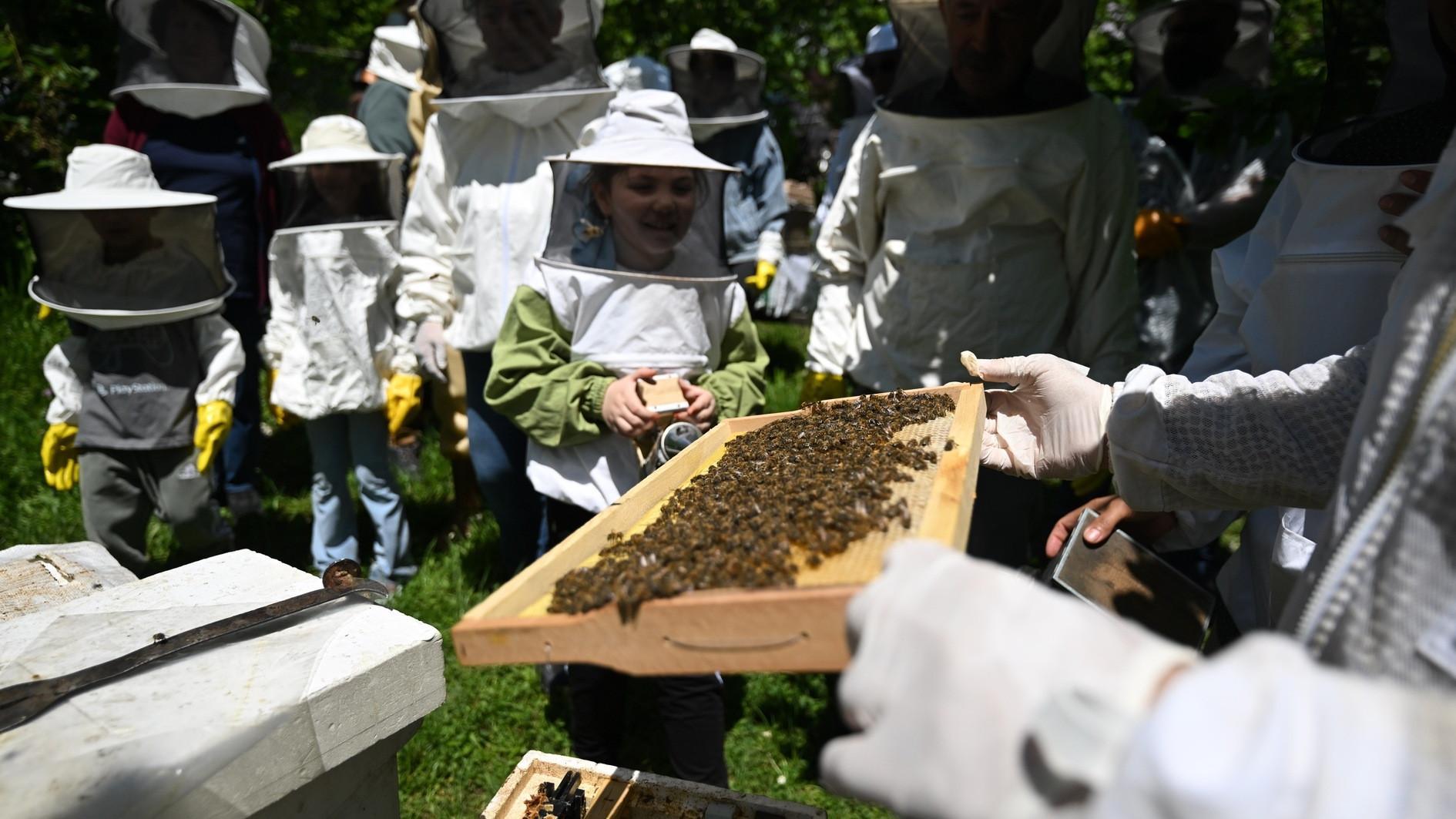 Nature enthusiasts explore bees world
