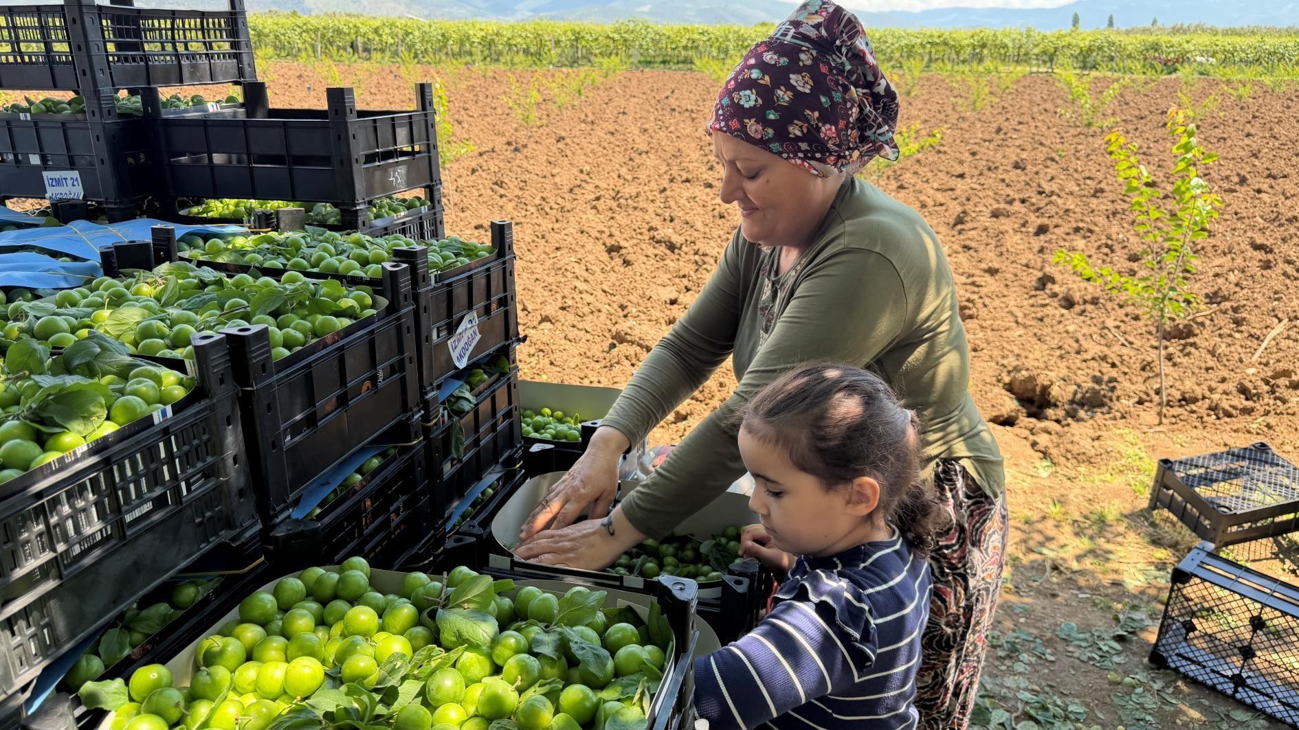 Türkiye’s crop production forecast to rise in 2026
