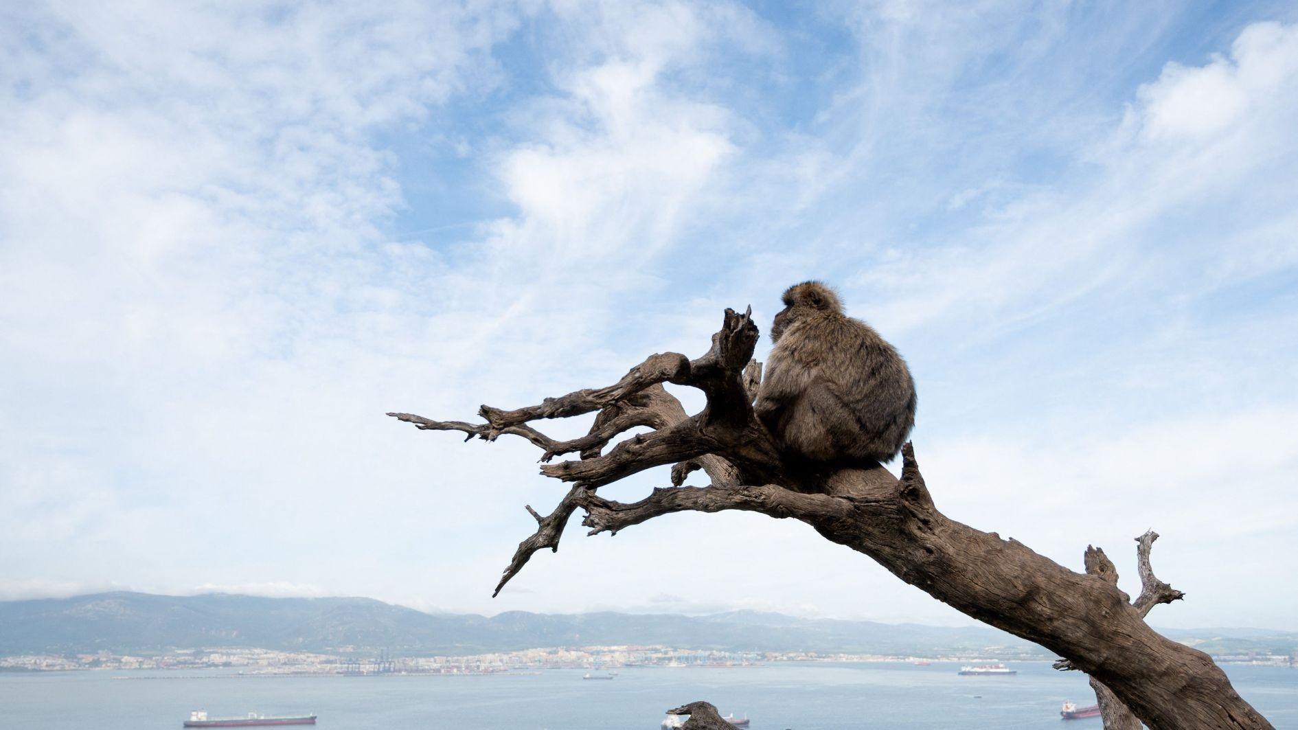 Gibraltar monkeys eat soil in junk food detox: study