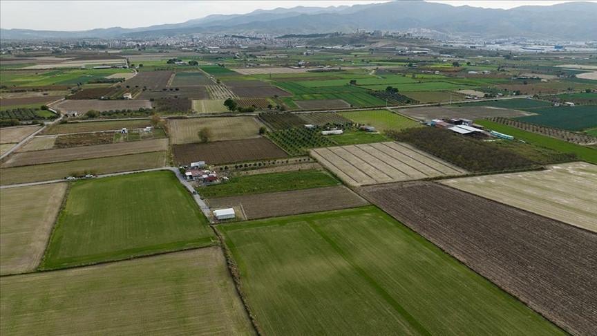 Rains boost Türkiye’s grain output but hurt fruit, vegetable quality