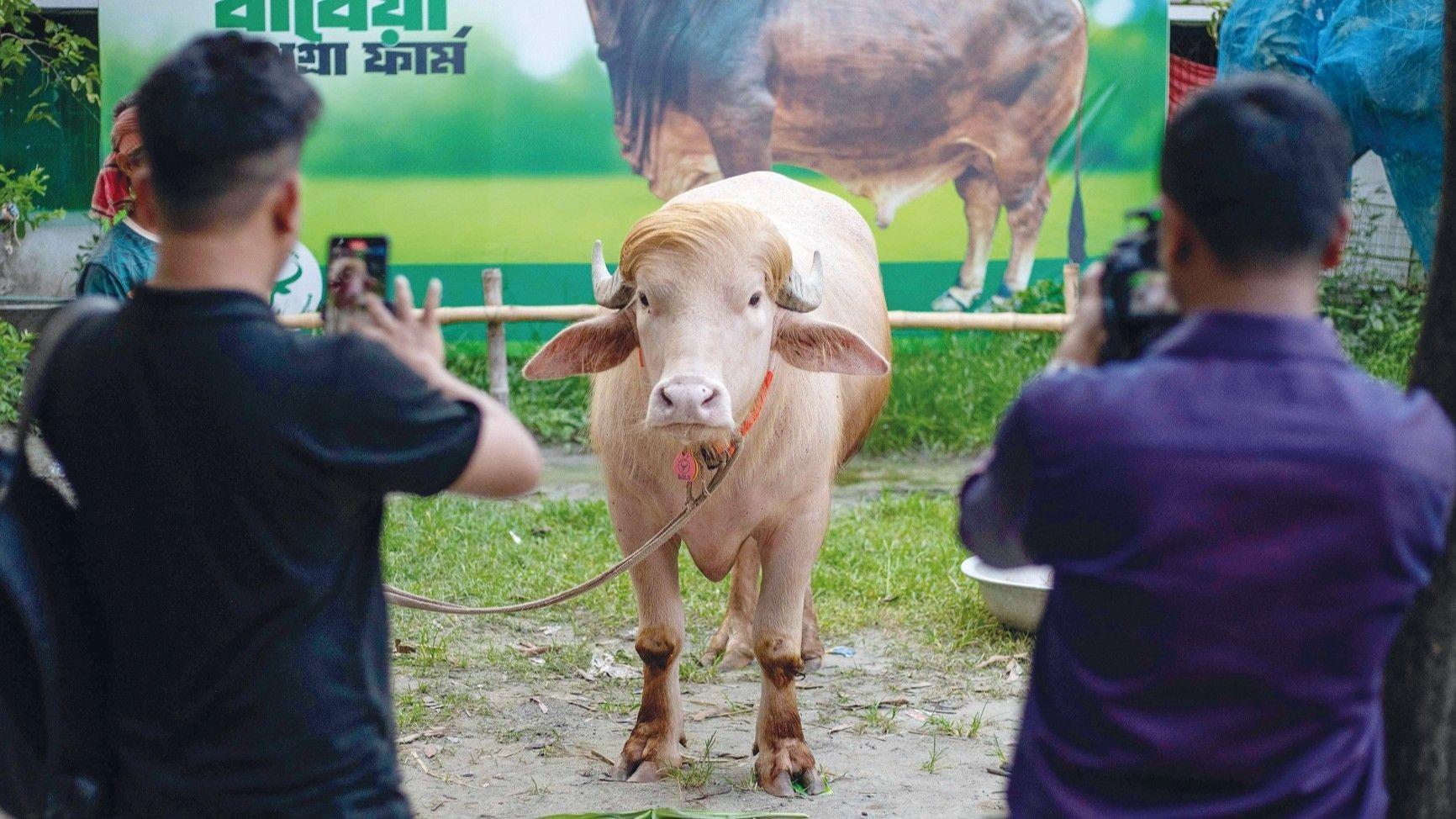 ‘Trump’ buffalo spared sacrifice, sent to Bangladesh national zoo