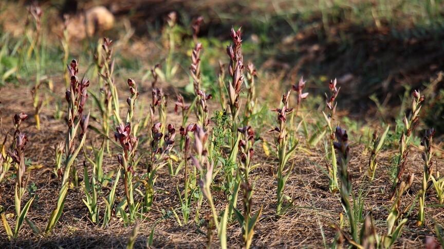 First domestic salep varieties registered