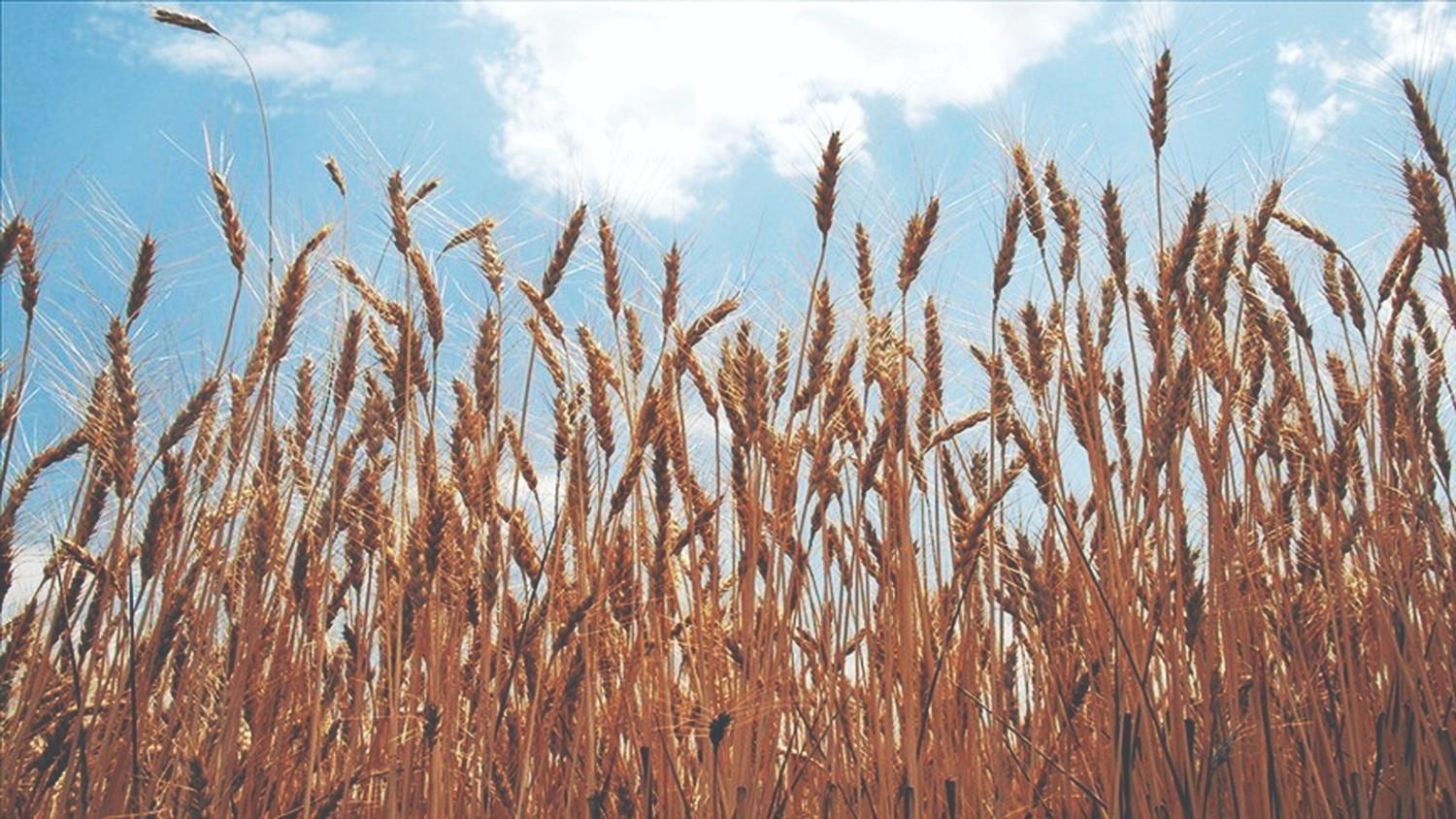 Australia says wheat crop set to plunge