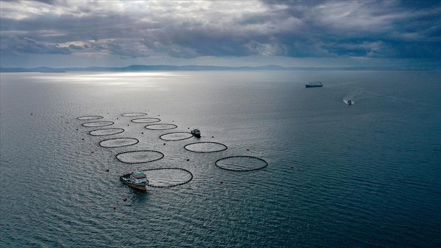Türkiye’s fishery production rises 11 percent in 2025