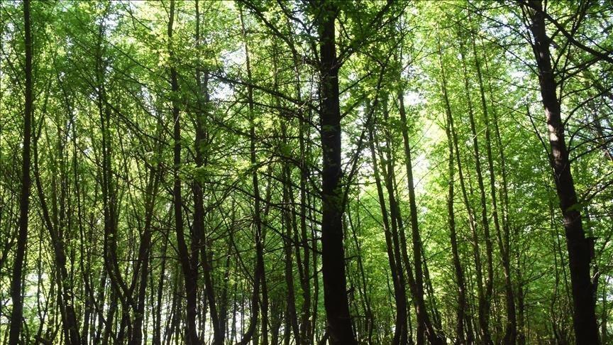 Istanbul bans entry to forests during wildfire season