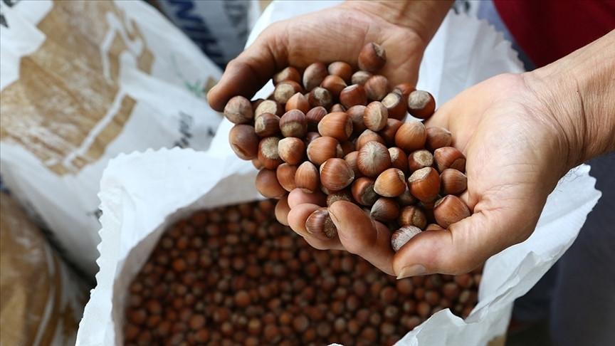 Türkiye’s hazelnut exports reach $1.2 billion in five months