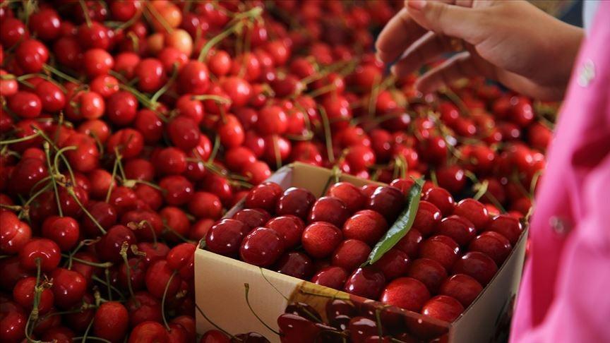 Strong harvest expected to boost Türkiye’s cherry exports