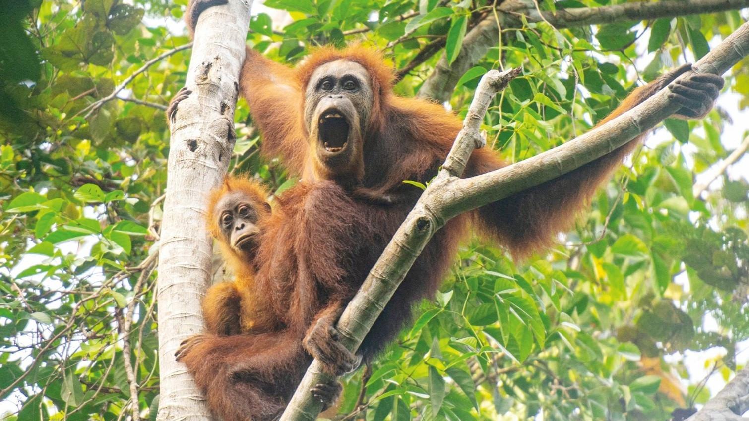 Climate change-fuelled storm decimated world's rarest great ape: Study