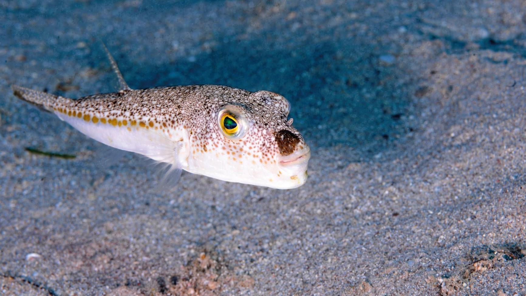 Invasive species become permanent residents in Mediterranean
