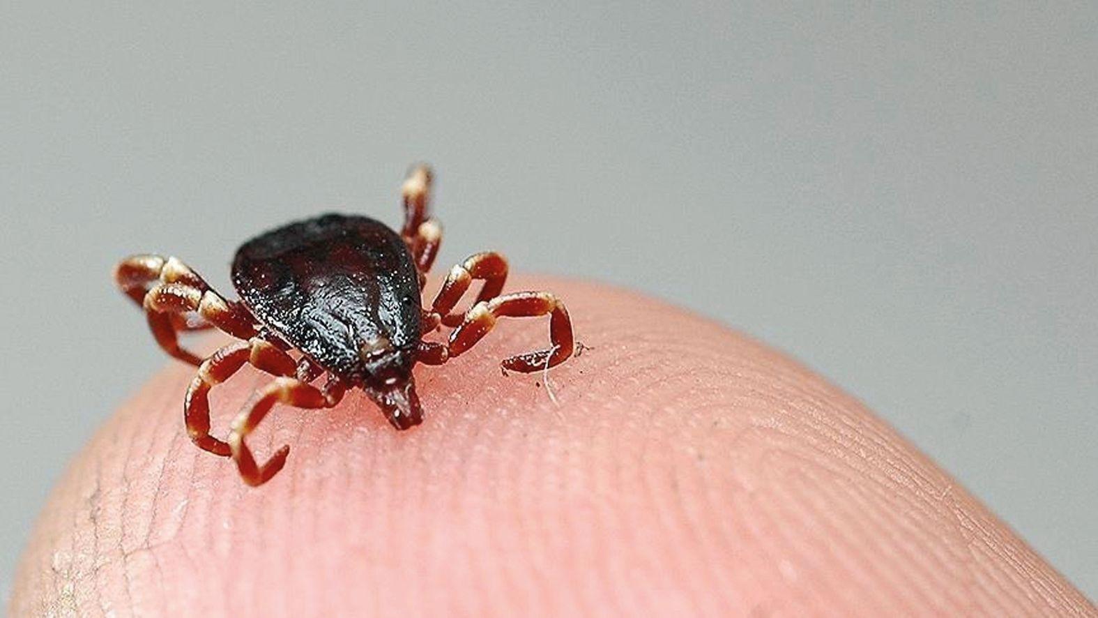 Istanbul reports 617 tick alerts in 2026 so far