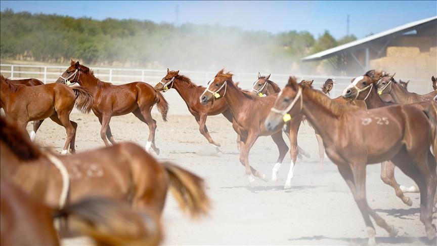 110 champion-bred foals born at Ottoman-era Sultansuyu stud farm