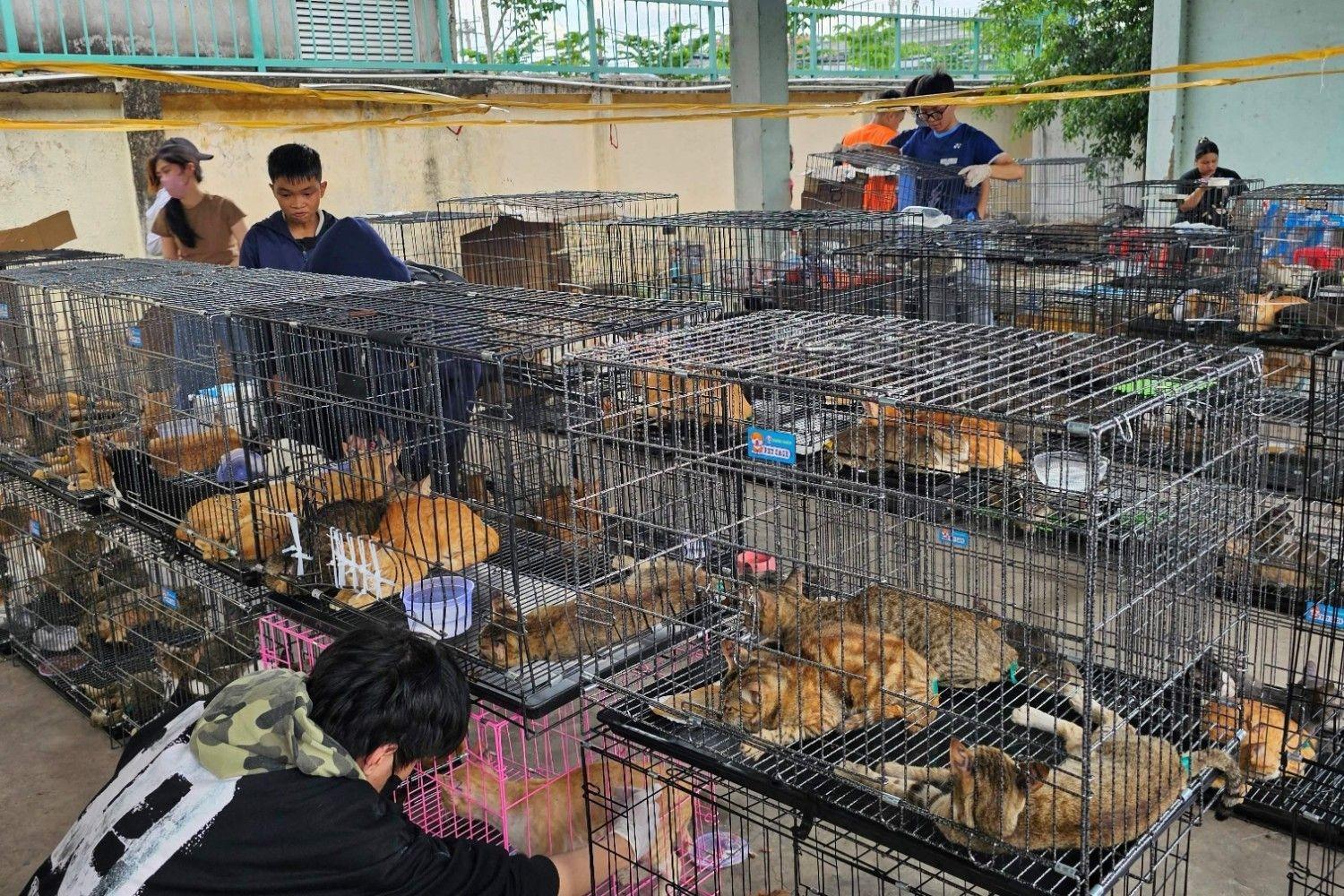 Stolen felines reunited with owners after Vietnam cat-meat bust