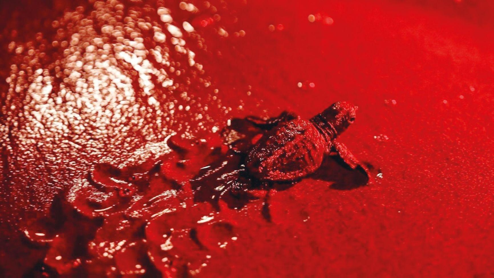 Fethiye uses red lights to protect nesting sea turtles