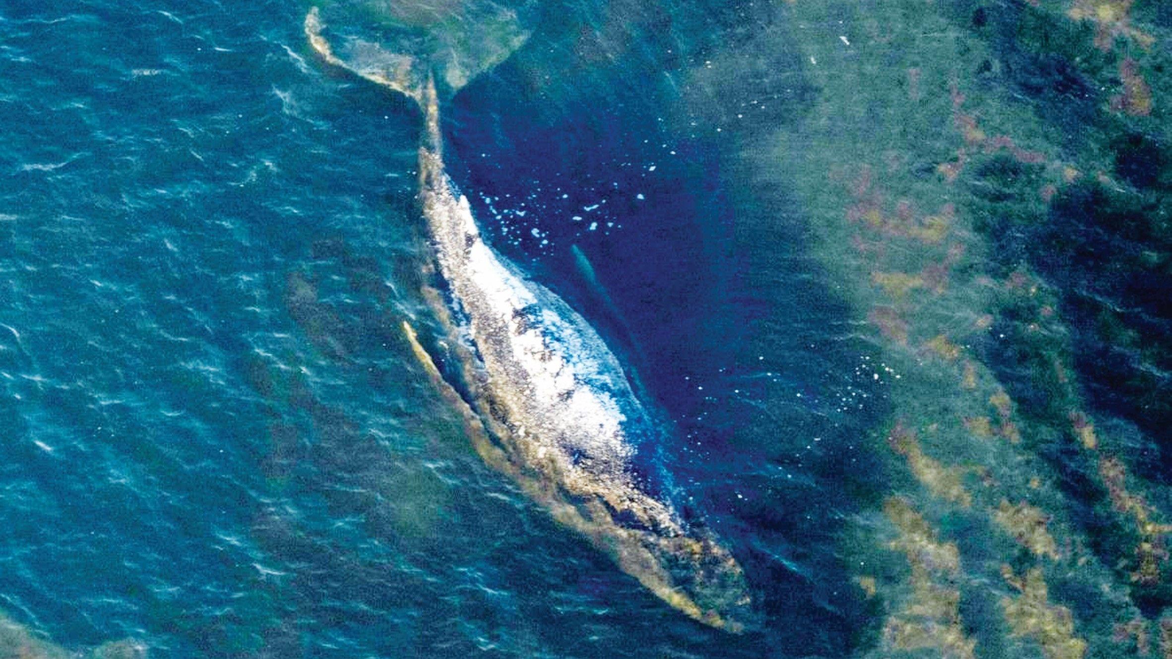 Iceland resumes whale hunt despite growing protest
