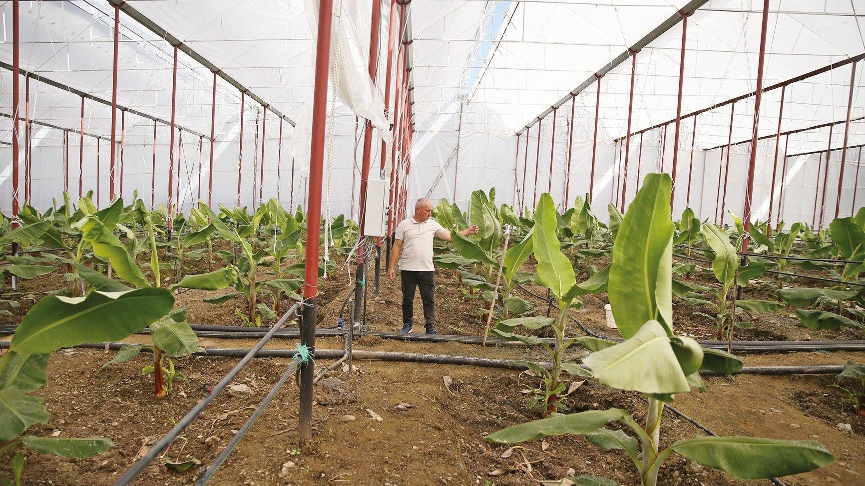 Alanya’s fruit growers pivot to smart farming