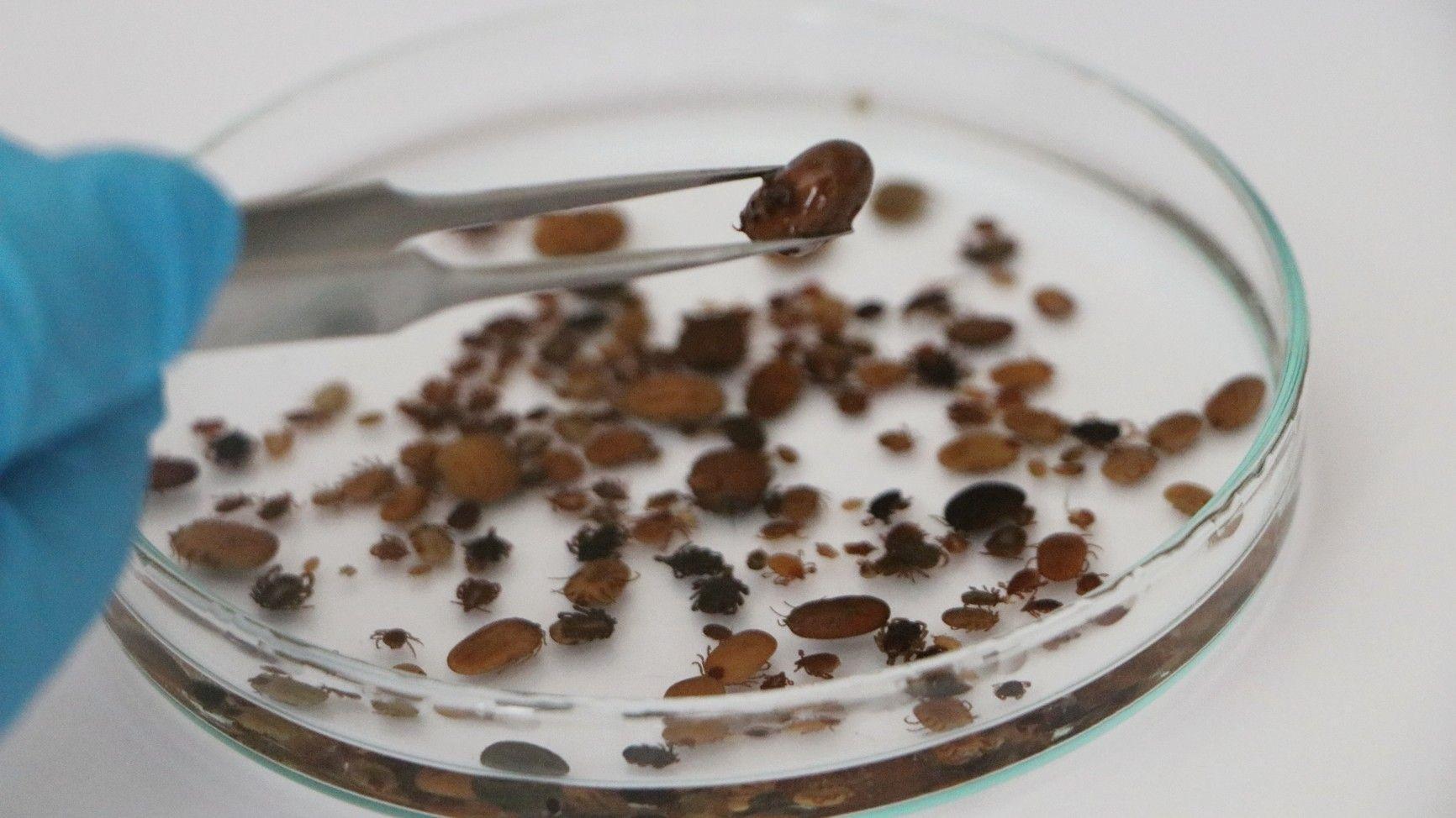 Climate change drives spread of disease-carrying insects