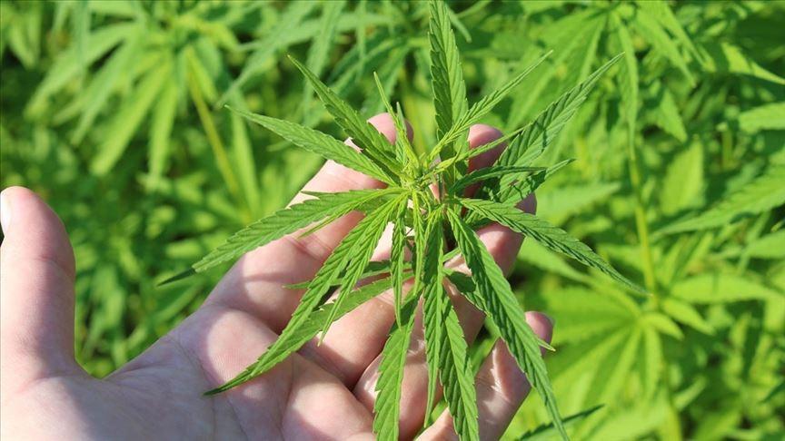 High-security efforts underway for cannabis production