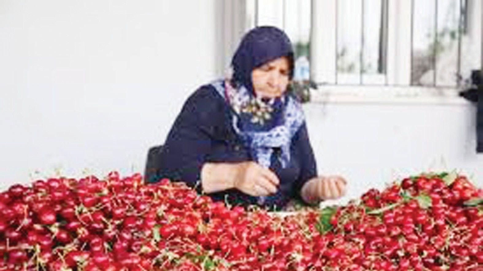 Türkiye prepares to resume cherry exports to China